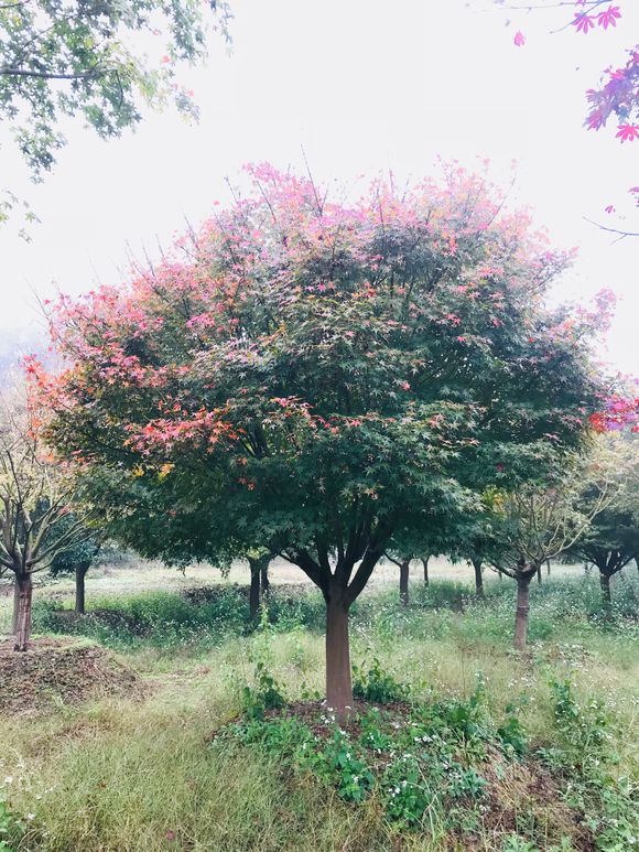 鸡爪槭