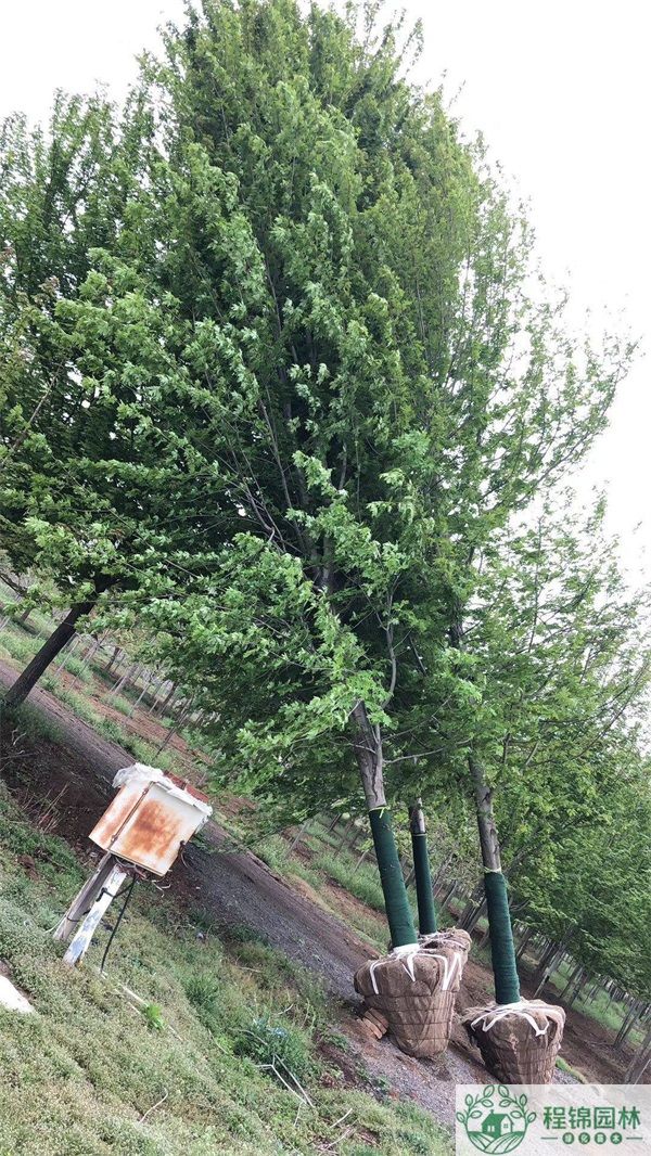15公分秋火焰多少钱一棵_秋葵APP官方网站地址进入基地报价