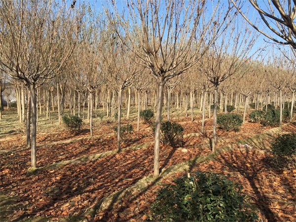 樱花树多少钱一棵？最新樱花树市场价格